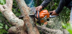 How to Find the Best Tree Surgeon in Your Area